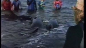 Одиссея Кусто. Фильм 33  Часть 2  Киты и дельфины   тайный союз