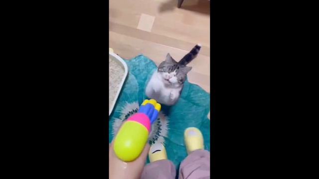 Funny Cat Videos 2024 Try Not To Laugh #1