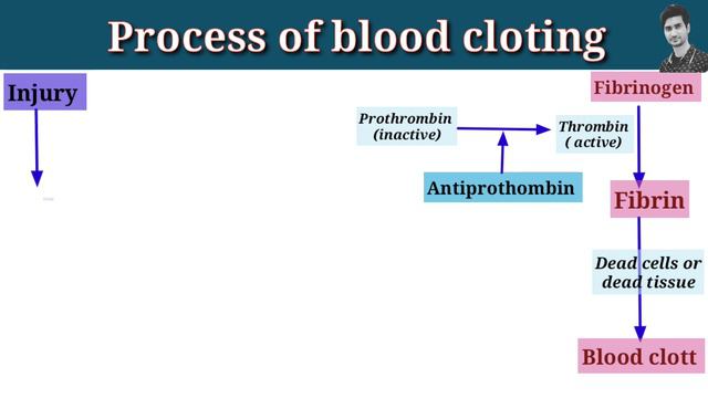 Blood | Part-8 | Blood clotting | Blood clotting mechanism | clotting cascade смотреть онлайн