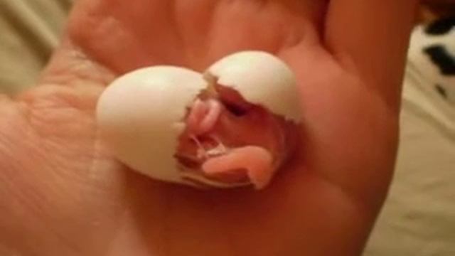 Вылупление птенца кореллы смотреть онлайн