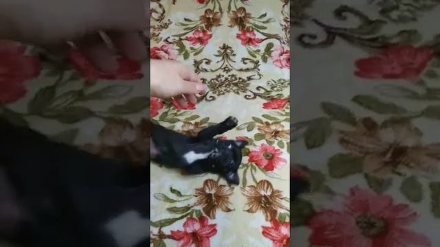черный щенок чихуахуа мальчик гладкошерстный продается недорого, СимферопольКрым Кастропуло мини чи смотреть онлайн
