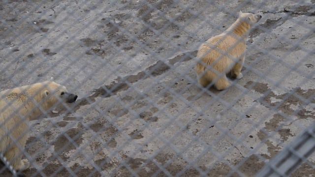 親子の時間：コルィマーナさんに甘えるハールチャーナちゃん (Колымана и Хаарчаана, 1 октября 2017, Якутский зоопарк) смотреть онлайн