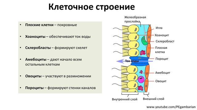 3. Губки (7 класс) - биология, подготовка к ЕГЭ и ОГЭ 2020 смотреть онлайн