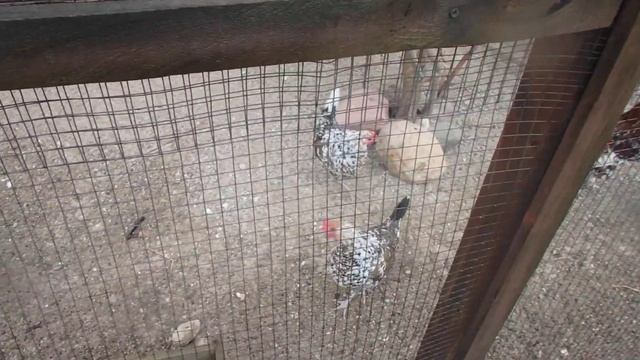 Бентамка ситцевая смотреть онлайн