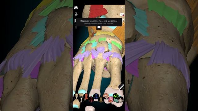 Суставы стопы и своды стопы. Видеоурок по анатомии