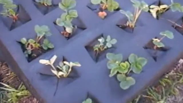 Как правильно рассадить землянику смотреть онлайн