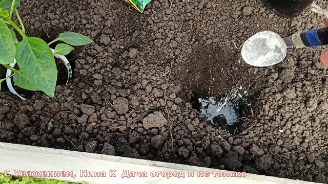 ПЕРЦА будет завались! Кладу в лунку это во время посадки перца сладкого! смотреть онлайн