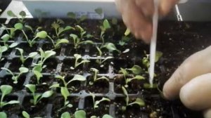 Как рассадить сеянцы петунии. Рассада 2020.