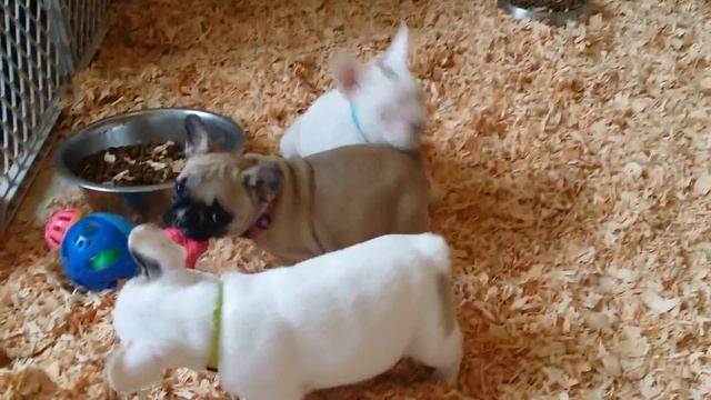8 week old french bulldogs смотреть онлайн