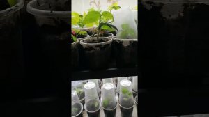 Как я произвожу полив стаканчиков ой рассады
