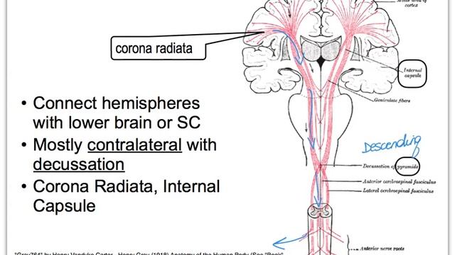 13D NS Brain Cerebral White Matter смотреть онлайн