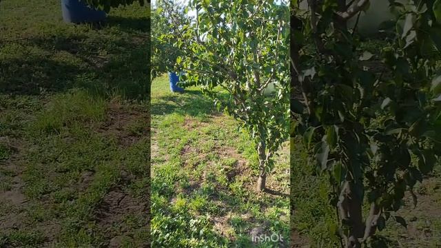 Дела в хозяйстве. Как #куры переносят #мошкару.Дом в деревне смотреть онлайн