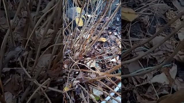 Обрезка гортензии древовидной осенью. смотреть онлайн