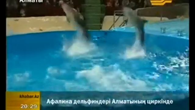 Дельфины-афалины в цирке Алматы смотреть онлайн