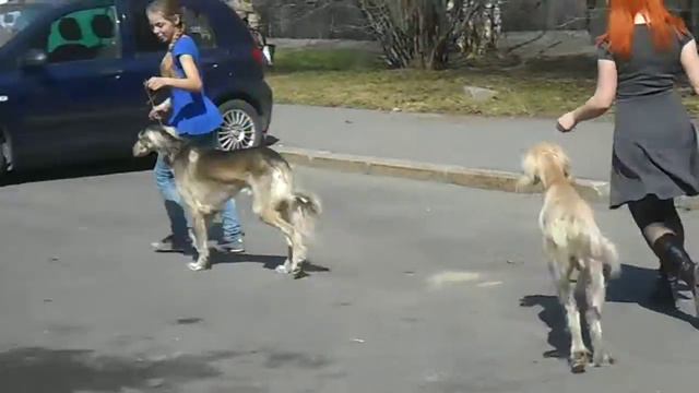 Весенний МООиР, салюки, кобели смотреть онлайн