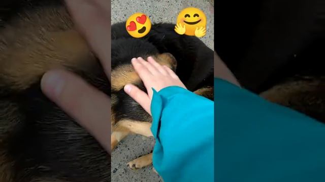 Самая милая собака в нашем дворе смотреть онлайн