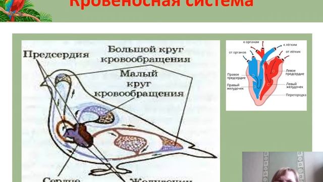Внутреннее строение птиц смотреть онлайн