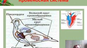 Внутреннее строение птиц
