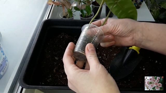 КОМНАТНЫЕ РАСТЕНИЯ.ЦВЕТОЧНЫЕ ДЕЛА.РЕЗУЛЬТАТ ЭКСПЕРИМЕНТА.