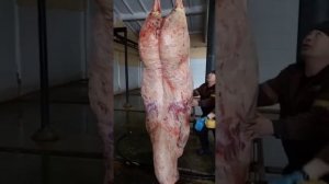 Тяж откорм #жылқы #лошади #коневодство #тяж #жеребец #айғыр #откорм