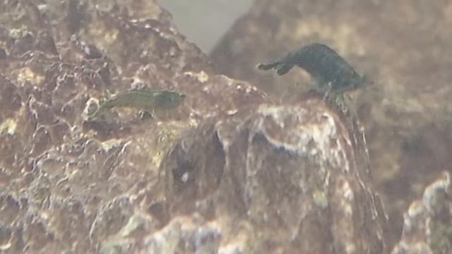 Мексиканский оранжевый карликовый рак и неокаридины жаде экстрим смотреть онлайн