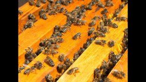 Купить Пчелопакеты и Пчелосемьи