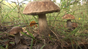 По грибным местам