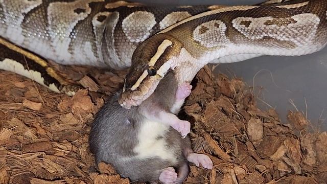 Python Gives Rat A Bear Hug / Warning Live Feeding смотреть онлайн