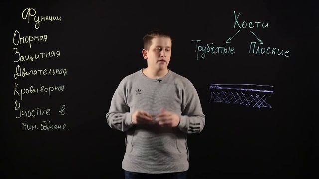 Биология 8 класс: Состав и строение костей смотреть онлайн