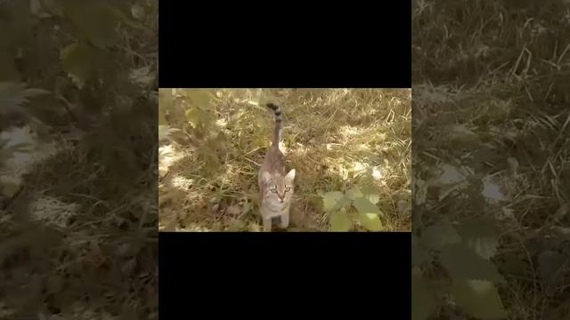 Клип про бездомных животных. ДО СЛЕЗ смотреть онлайн