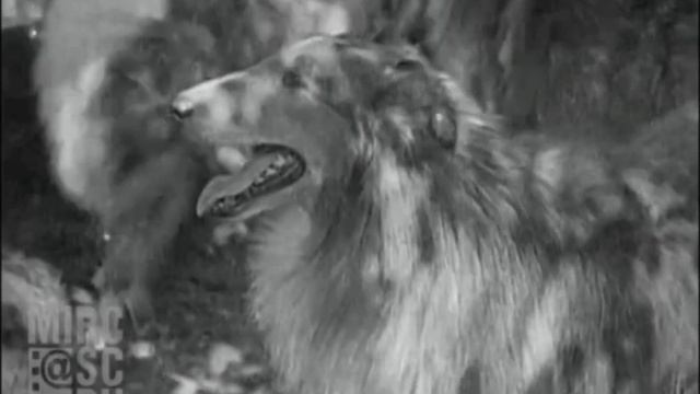 1927 Домашнее видео-питомник колли (США) смотреть онлайн