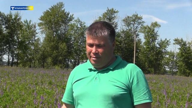 Заготовка кормов на зиму для животных. смотреть онлайн