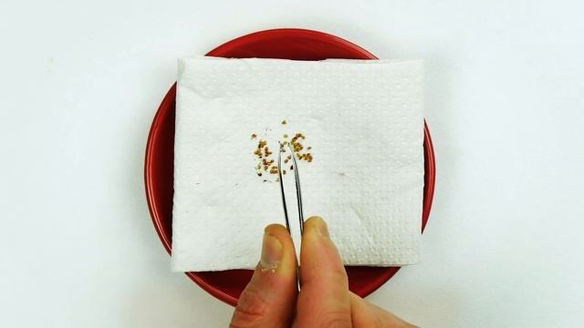 Как Выращивать Овощи и Фрукты Дома ? Без Дачи и Огорода! смотреть онлайн