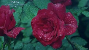 МУЗЫКА ДЛЯ ДУШИ И ЦВЕТЫ.#релакс#медитация#Красивая музыка#музыка для отдыха#музыка и цветы#