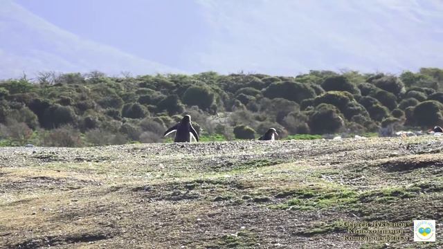 Аргентина 2019. Огненная Земля -2. Часть 23 смотреть онлайн