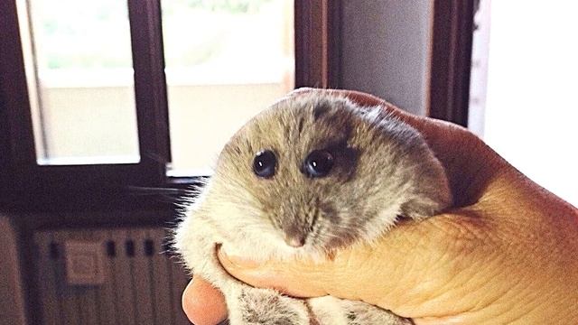 hampter смотреть онлайн