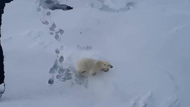 Белый медведь) район мыса желания. Новая Земля смотреть онлайн