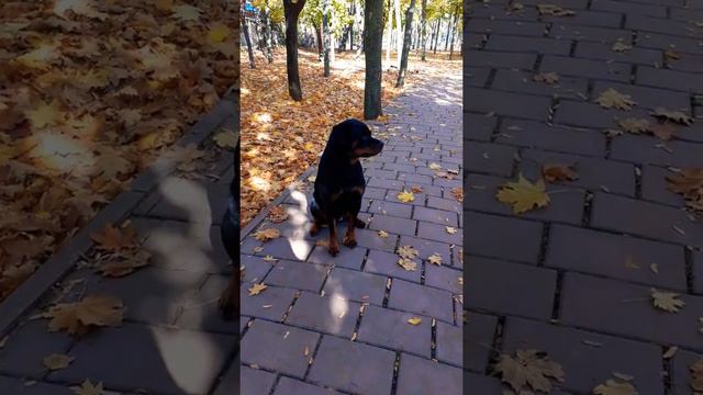 Осенние прогулки... смотреть онлайн