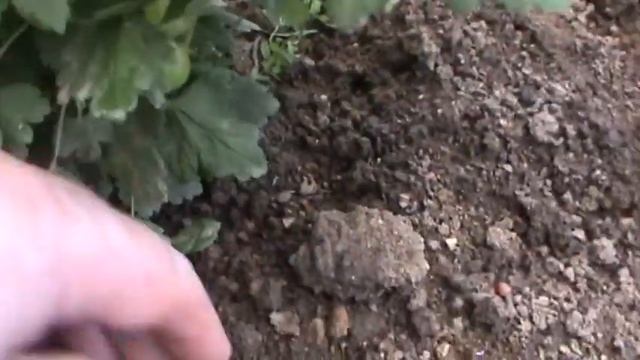 крыжовник садко и янтарный ч 2 смотреть онлайн