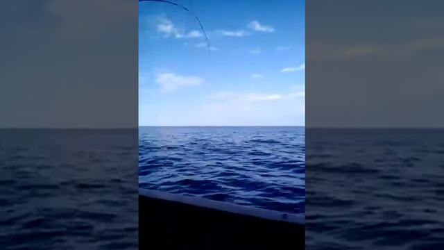 Ловля пикши на "Серой скалке". Балаклава. 23.06.2017 г. смотреть онлайн