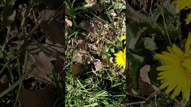 Разговор со шмеликами смотреть онлайн