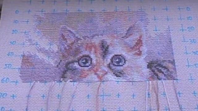 "Кошачьи грёзы" от РТО. 1 отчёт. СП " Мои любимые коты" смотреть онлайн