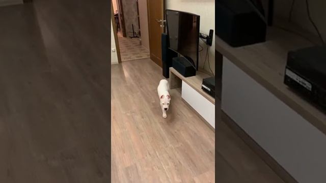 щенок аргентинского дога / dogo argentino puppy смотреть онлайн