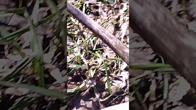 Поиск рогов оленя смотреть онлайн