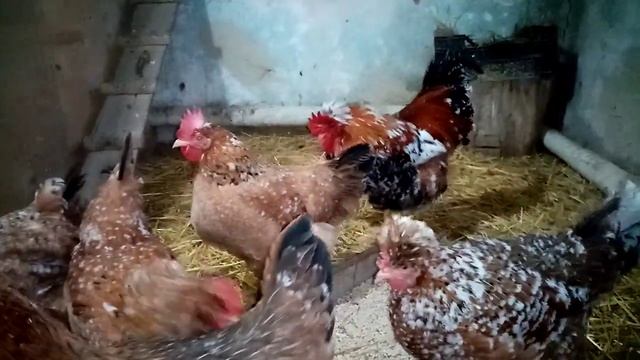Русская хохлатая в нашем хозяйстве!!! смотреть онлайн