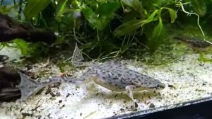 Геминохирус лягушка аквариумная