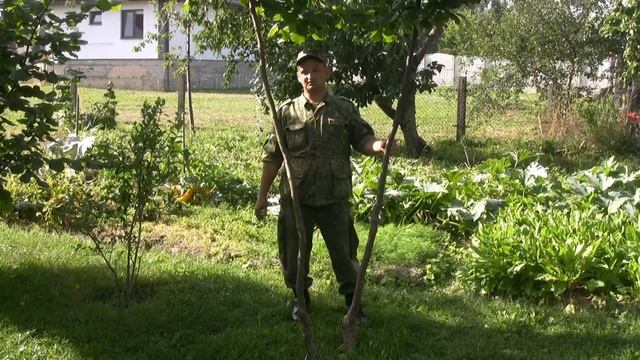 Прививка в расщеп орехов фундук (Барселонский). смотреть онлайн