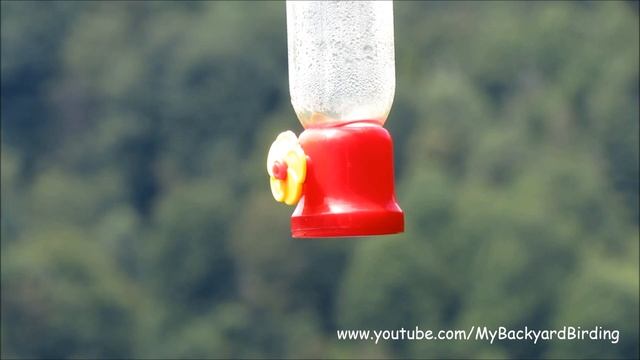 Hummingbird Versus BumbleBee смотреть онлайн