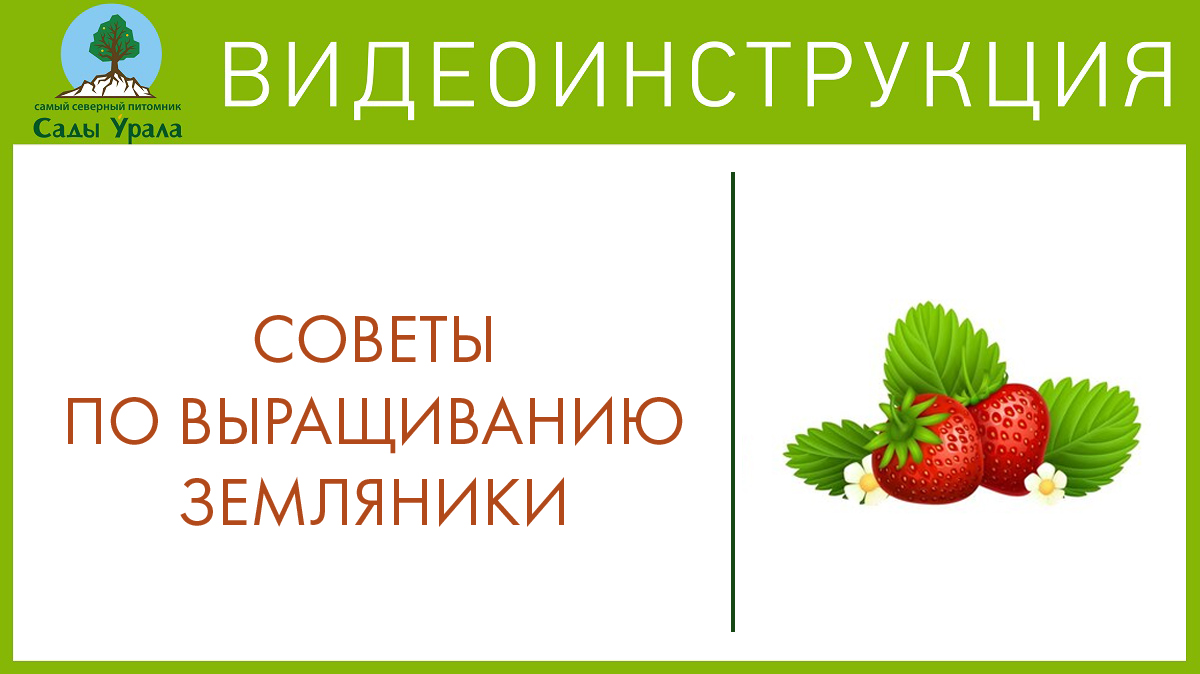 Земляника (Клубника, Виктория) и посадка абрикоса смотреть онлайн