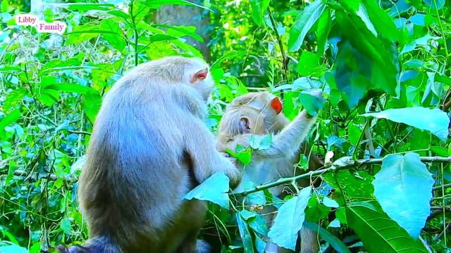 Luna Comfort To Lucie And She Carry Lucie With Her Mouth, Lucie Got Warming Comfort From Luna